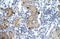 Zinc Finger MYM-Type Containing 6 antibody, 28-203, ProSci, Immunohistochemistry frozen image 