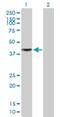 Kynurenine/alpha-aminoadipate aminotransferase, mitochondrial antibody, H00051166-B01P, Novus Biologicals, Western Blot image 