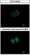 Striatin 3 antibody, GTX119145, GeneTex, Immunofluorescence image 
