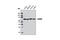 KH RNA Binding Domain Containing, Signal Transduction Associated 1 antibody, 12538S, Cell Signaling Technology, Western Blot image 