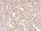 Paired Box 8 antibody, NBP1-32440, Novus Biologicals, Immunohistochemistry frozen image 