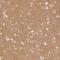 WD Repeat Domain 7 antibody, NBP2-68694, Novus Biologicals, Immunohistochemistry frozen image 