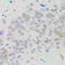 Activating Transcription Factor 6 antibody, STJ114444, St John