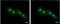 Copper homeostasis protein cutC homolog antibody, NBP2-16038, Novus Biologicals, Immunofluorescence image 