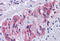 Solute Carrier Family 39 Member 7 antibody, MBS244052, MyBioSource, Immunohistochemistry frozen image 