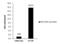 Mechanistic Target Of Rapamycin Kinase antibody, PA5-34663, Invitrogen Antibodies, Chromatin Immunoprecipitation image 