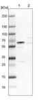 RNA Binding Motif Protein 42 antibody, NBP1-82770, Novus Biologicals, Western Blot image 