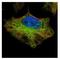 Elongator Acetyltransferase Complex Subunit 2 antibody, NBP2-16321, Novus Biologicals, Immunocytochemistry image 
