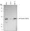 Protein Phosphatase 4 Catalytic Subunit antibody, MAB5074, R&D Systems, Western Blot image 