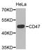 CD47 Molecule antibody, abx005485, Abbexa, Western Blot image 