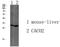 Transmembrane Protein 72 antibody, A18652, Boster Biological Technology, Western Blot image 