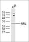 Neural Retina Leucine Zipper antibody, orb221839, Biorbyt, Western Blot image 
