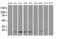 Ubiquitin Conjugating Enzyme E2 M antibody, MA5-25739, Invitrogen Antibodies, Western Blot image 