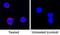 Interleukin 5 antibody, AF3137, R&D Systems, Immunocytochemistry image 