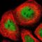 Component Of Inhibitor Of Nuclear Factor Kappa B Kinase Complex antibody, NBP1-89634, Novus Biologicals, Immunofluorescence image 