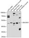 Basic Helix-Loop-Helix Family Member E41 antibody, 13-719, ProSci, Western Blot image 