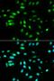 Paired Box 3 antibody, orb48484, Biorbyt, Immunofluorescence image 