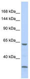 LDL Receptor Related Protein 1 antibody, TA344286, Origene, Western Blot image 