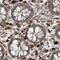 Endoplasmic Reticulum Lectin 1 antibody, PA5-56761, Invitrogen Antibodies, Immunohistochemistry frozen image 