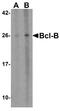 BCL2 Like 10 antibody, NBP1-77224, Novus Biologicals, Western Blot image 