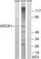 AarF Domain Containing Kinase 1 antibody, LS-C119123, Lifespan Biosciences, Western Blot image 
