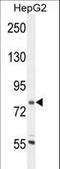 Coronin 7 antibody, LS-C166958, Lifespan Biosciences, Western Blot image 