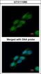 Cell Division Cycle 23 antibody, GTX111065, GeneTex, Immunofluorescence image 