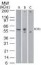 TOR antibody, TA336971, Origene, Western Blot image 