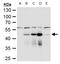 Dengue virus antibody, GTX124280, GeneTex, Western Blot image 