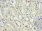 NPHS1 Adhesion Molecule, Nephrin antibody, LS-C370059, Lifespan Biosciences, Immunohistochemistry frozen image 