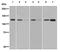Vinculin antibody, ab129002, Abcam, Western Blot image 