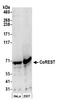 REST Corepressor 1 antibody, NB600-240, Novus Biologicals, Western Blot image 