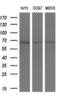 Cryptochrome Circadian Regulator 2 antibody, MA5-25543, Invitrogen Antibodies, Western Blot image 