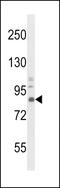 Trk-A antibody, GTX81329, GeneTex, Western Blot image 