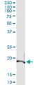 BCL2 Antagonist/Killer 1 antibody, LS-C196734, Lifespan Biosciences, Immunoprecipitation image 