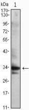 Cyclin Dependent Kinase 1 antibody, STJ97943, St John