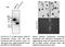 V5 epitope tag antibody, AB0096-500, SICGEN, Western Blot image 