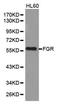 FGR Proto-Oncogene, Src Family Tyrosine Kinase antibody, orb135515, Biorbyt, Western Blot image 