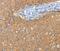 Aspartoacylase-2 antibody, PA5-50302, Invitrogen Antibodies, Immunohistochemistry frozen image 