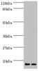 Ribosomal Protein S19 Binding Protein 1 antibody, LS-C211005, Lifespan Biosciences, Western Blot image 