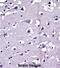Matrix metalloproteinase-16 antibody, abx027555, Abbexa, Western Blot image 