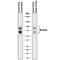 Brevican antibody, AF4009, R&D Systems, Western Blot image 