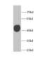 Glycine Amidinotransferase antibody, FNab03368, FineTest, Western Blot image 