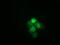 Heat Shock Protein Family A (Hsp70) Member 6 antibody, MA5-25254, Invitrogen Antibodies, Immunocytochemistry image 