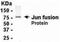 Jun Proto-Oncogene, AP-1 Transcription Factor Subunit antibody, NB120-14046, Novus Biologicals, Western Blot image 