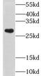 Chloride intracellular channel protein 3 antibody, FNab01760, FineTest, Western Blot image 