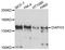 DRF3 antibody, abx125761, Abbexa, Western Blot image 