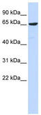 EBF Family Member 4 antibody, TA332196, Origene, Western Blot image 