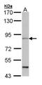 Microtubule Affinity Regulating Kinase 1 antibody, NBP1-33409, Novus Biologicals, Western Blot image 