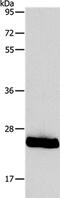 Phospholipid Phosphatase 2 antibody, PA5-50563, Invitrogen Antibodies, Western Blot image 